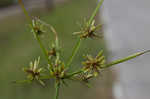 Pond flatsedge